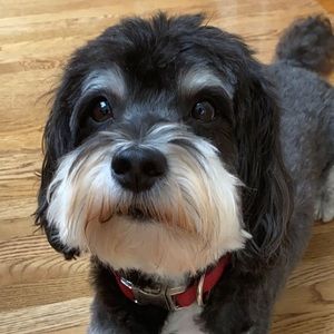 Meet your Posher, Genevieve